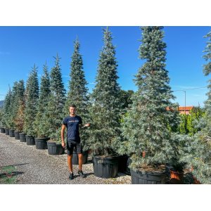 Jedľa srienistá (Abies concolor) - výška 20-30 cm, kont. C3L